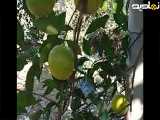 طبیعت و نعمات الهی و حال خوب