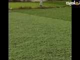 طبیعت ، زندگی ، عشق