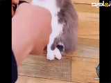 بازیگری بسیار زیبای حیوانات