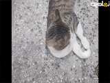 گربه ملوس زیبا گوگولی ****&&&&&&