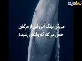 وقتی نهنگ میمیره چه اتفاقی میفته؟