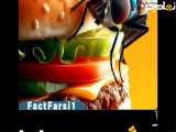 توجه:مگس روی غذا