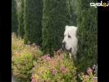 سگ ترسناک و خطرناک آلابای