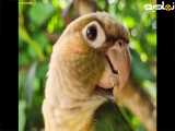 صدای طوطی برزیلی ماده مست برای تحریک طوطی نر در طبیعت