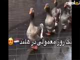 ▪️رژه غازها در هلند⁨ ...