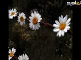 گلهای بابونه بسیار زیبا