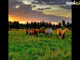 37-عکس حیوانات زیبا برای استوری