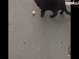 با گووووربه ها صبحانه خوردم