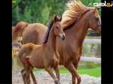 دانستنی های جالب از زندگی اسب ها