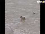 صحنه دردناک شکار جوجه مرغابی توسط گرگ جلوي چشم مادرش