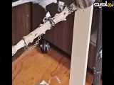 شکار شدن موش توسط پرنده کوچک