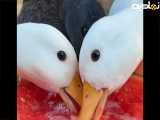 اردک ها مشغول خوردن هندوانه