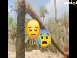 مرگ درخت خرما غمناک