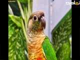 صدای طوطی برزیلی ماده در طبیعت-- مستند طوطی برزیلی خوش صدا