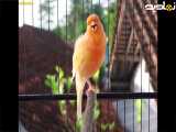 صدای قناری نر خوش صدا برای تحریک قناری ماده-- صدای اموزشی قناری نر
