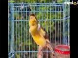 صدای قناری ماده بر ای تحریک قناری نر-- مستند قناری خوش صدای اموزشی