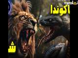 نبرد شیر و مار آکوندا
