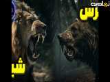 نبرد شیر و خرس کدام برنده میدان است؟