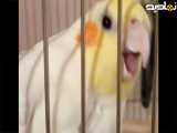 عروس هلندی کوچولو حمله می کند...