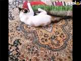 بازی گربه خانگی
