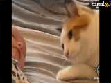 دنیای بامزه گربه ها