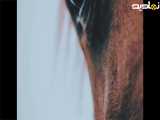 چشم زیبای اسب زیبا