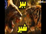 نبرد شیر و ببر کدام برندست؟