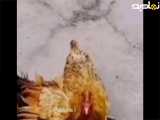 عشق واحساسات خروس به مرغش....