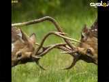 عکس حیوانات زیبا برای استوری ۱۲۵۳۷