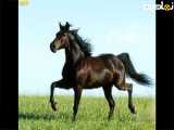 عکس حیوانات زیبا برای استوری ۶۳۸۸۶۶