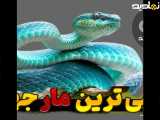 عجیب ترین سمی ترین مار های ایران و جهان