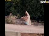 سریال ترکی تازه عروس قسمت۸ دوبله فارسی