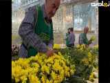 حال و هوای محل آماده سازی گل های زیبای حرم مطهر بانوی کرامت