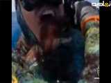 لحظات خفه کردن غواص توسط اختاپوس خدا رحم کرد