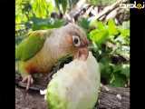 طوطی برزیلی ماده با مزه در طبیعت-- مستند خنده دار طوطی برزیلی ماده