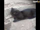 اگه گربه دوست داری ببین چه نازه