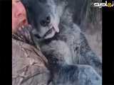 عظمت و بزرگی گرگ شکار شده