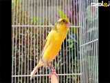 صدای اموزشی قناری ماده زرد ماده-- مستند قناری زرد ماده