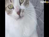 طنز گربه ماهی دزد ، چقدر براش زحمت کشید !