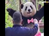 قیافه شو پاندا