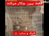 باهوش ترین طوطی برزیلی
