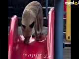 مشاهده روباه در تهران در حال سرسره بازی
