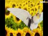 صدای عروس هلندی ماده خوشگل در گلهای افتابگردان