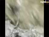 صحنه شکار دیدنی ماهی توسط مار