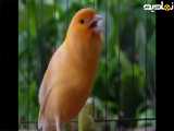 صدای زیبای قناری ماده طلایی برای تحریک قناری نر-- مستند قناری طلایی