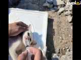 نجات گربه از آوار