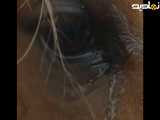 چشم زیبای اسب و اشک