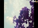ویدئو کوتاه از گل ریز محیط