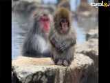 بچه میمون با مزه در سرما