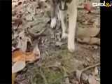 جنگ گربه با مار سبز قسمت دوم